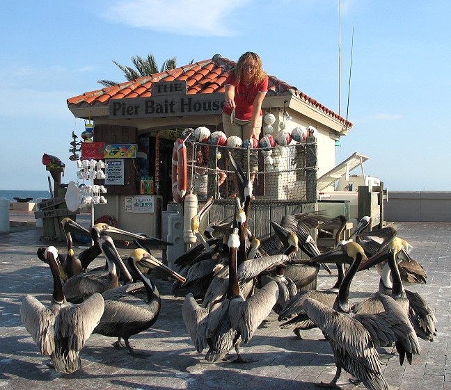 St. Petersburg, FL : Feeding time at the Pier