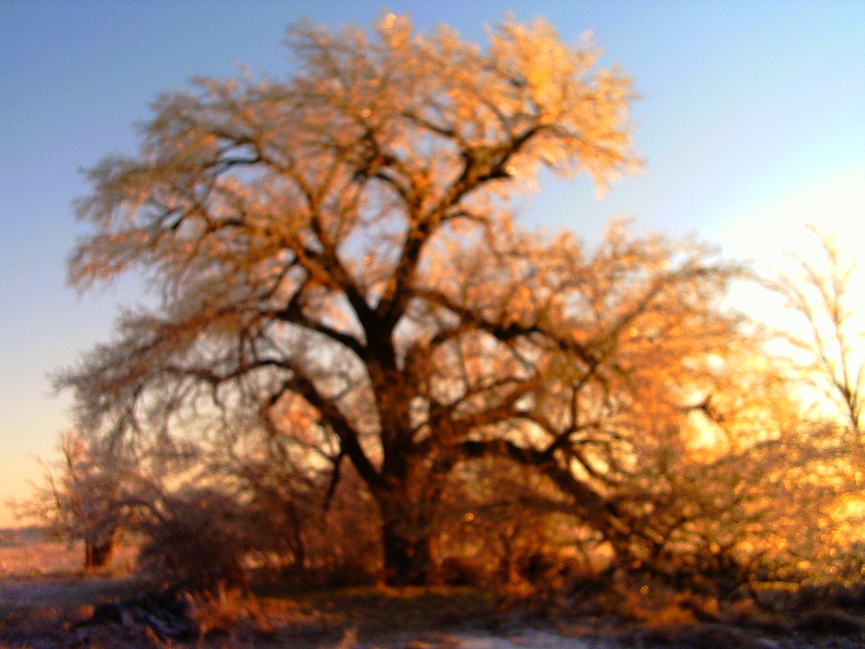 May, OK Largest tree in town (2005 ice storm) photo, picture, image
