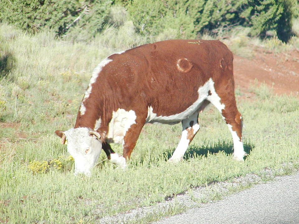 Williams, AZ : Cows always have right of way!