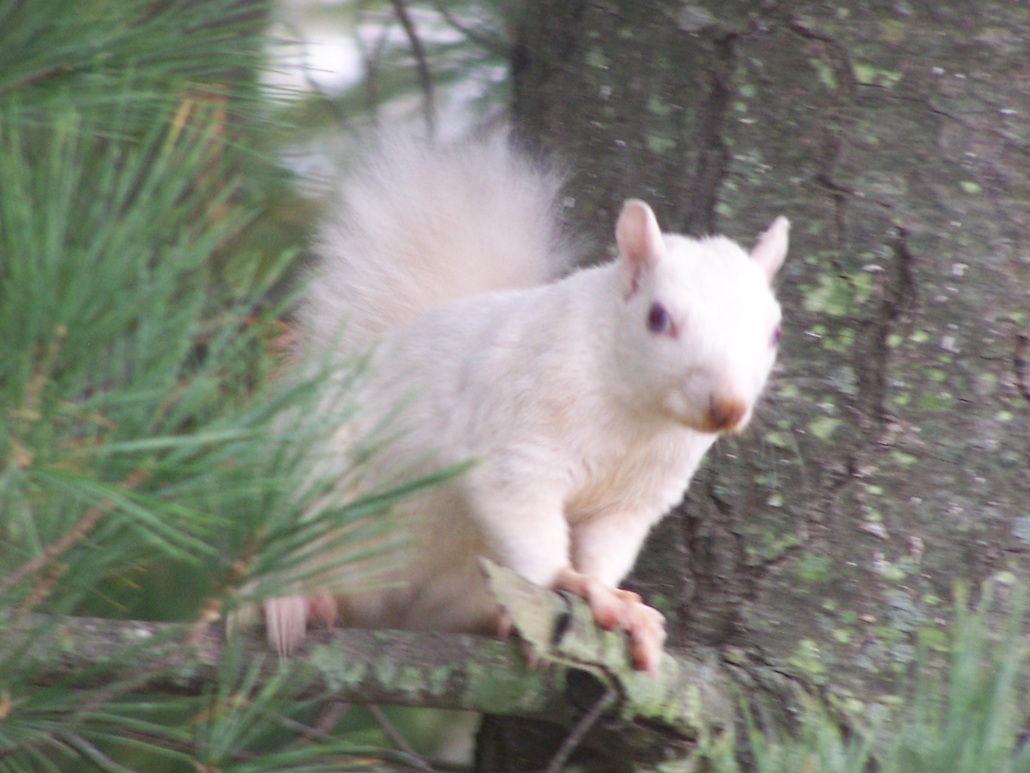 Olney, IL: Olney's White Squirrel