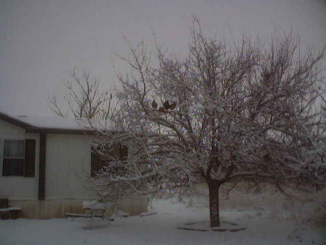 Clint, TX : snow too deep for the chickens