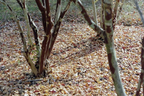 Clayton, NC : fall leaves
