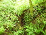 Corvallis, OR : Ferns on Vineyard Mountain