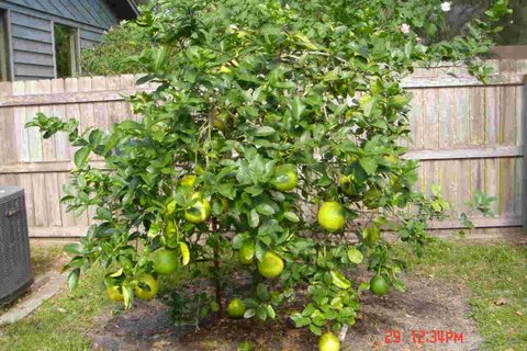 Fruit Cove, FL : PONDEROSA LEMON TREE