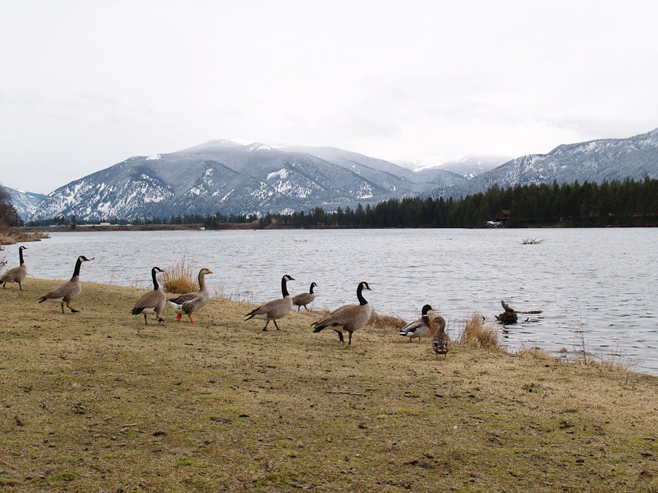 Thompson Falls, MT : Geese & Ducks on the Clark Fork Reservoir