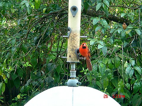 Fruit Cove, FL : MALE CARDINAL FEEDS WHILE FEMALE SENTINAL WAITS