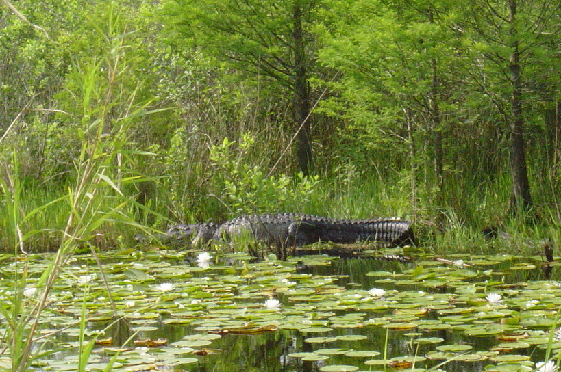 Sheldon, TX: Alligator in the Sheldon Reservoir