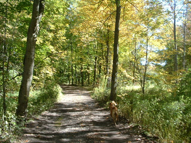 Huron, NY : Driveway in the woods