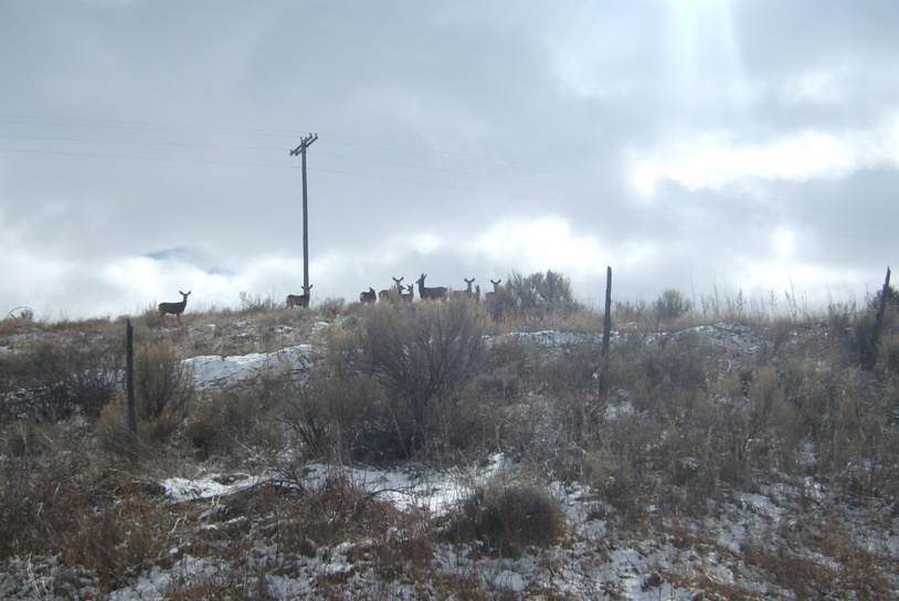 Grace, ID : road side deer in grace