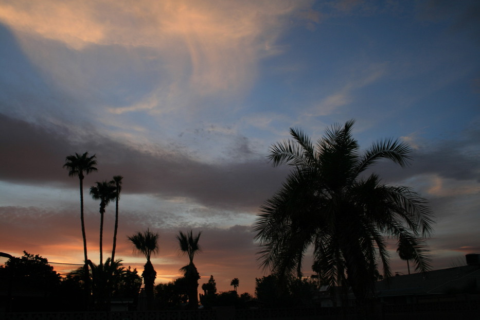 Mesa, AZ: Sunset over the palms