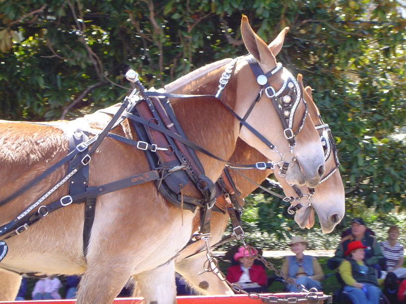 Columbia, TN : Mule Day 2006