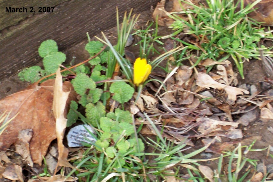 Tullytown, PA : First crocus taken March 2, 2007 on Trenton Ave. Tullytown PA