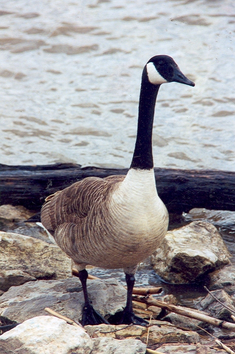 Gallipolis, OH: goose along the river