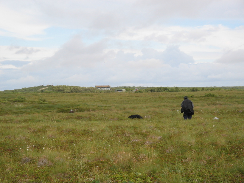 South Naknek, AK : Elders Picking Salmon Berries on the Tundra