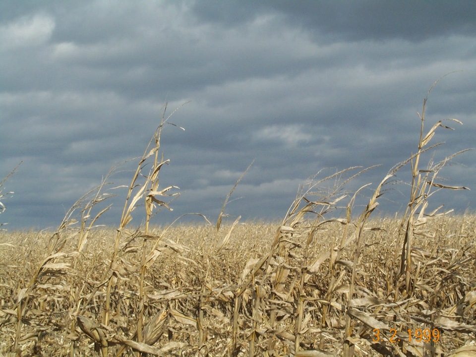 Beatrice, NE: Field, south of Beatrice on a cloudy day