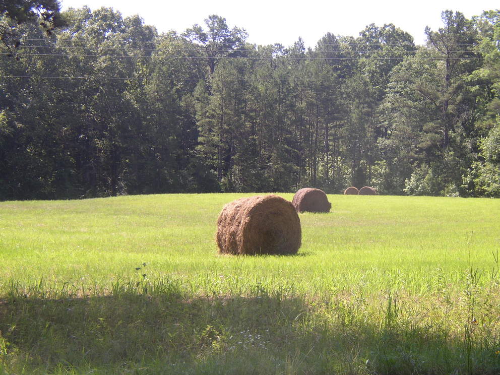Bigelow, AR: Summer hay field
