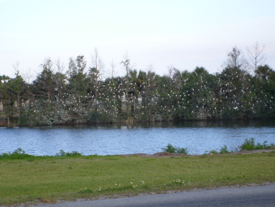 Clewiston, FL : BIRDS RESTING DURING AN AFTERNOON @ THE SGCP PLANT