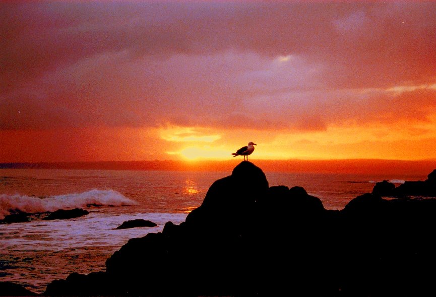 Pacific Grove, CA : bird at sunrise