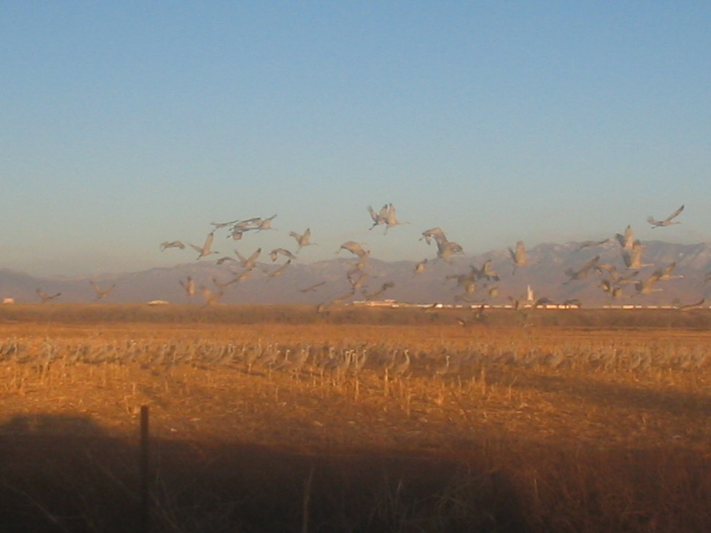 Jarales, NM: Jarales - Bird Refuge