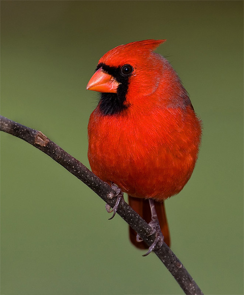 Anderson, AK : a cardinal