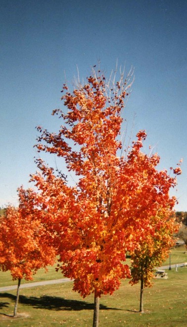 Ticonderoga, NY : Ticonderoga trees on fire