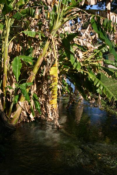Green Cove Springs, FL: Banana Trees along the spring fed creek