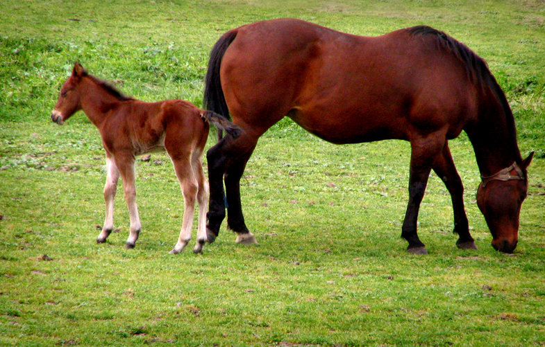 Aromas, CA: Mare and Colt at Corner of Rogge Lane and Hiway 129, Aromas