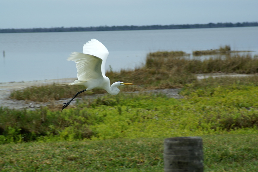 Pineland, FL: Bird in flight leaving Pineland, FL