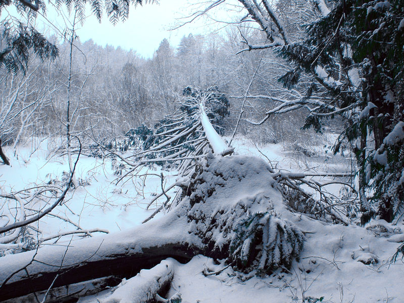 Beaverton, OR : Fallen tree near the Merlo Rd/158th Ave MAX station