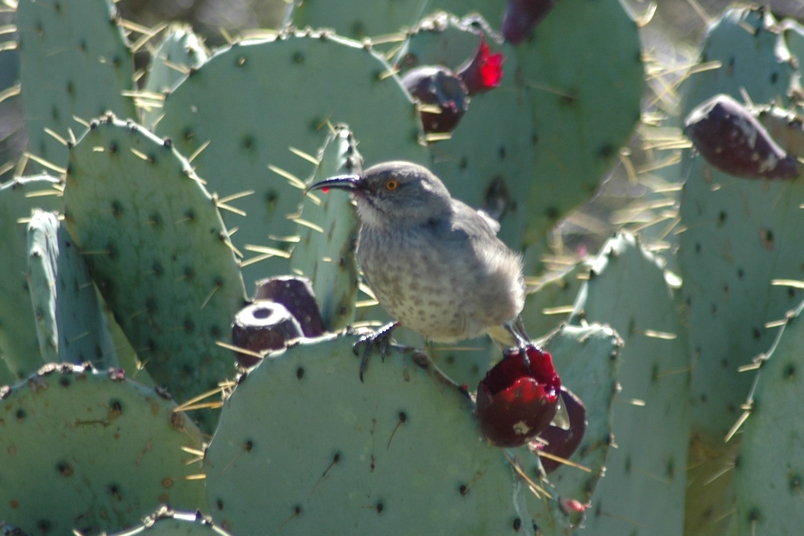Colorado City, TX : Curve-billed Thrasher at Lake Colorado City State Park