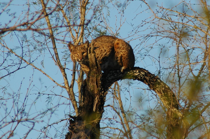 Mission, TX: Bobcat photographed at Bensen-Rio Grande State Park near Mission, Texas