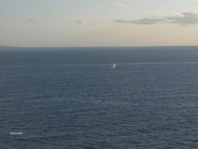 Hana, HI: A whale in the distance