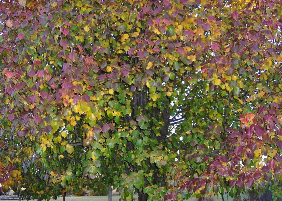 Haysville, KS: Haysville,Ks this tree displays beatiful fall colors
