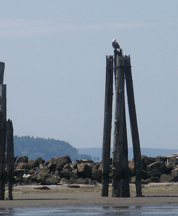 Everett, WA: Eagle on pileing at Jetty Island, Everett
