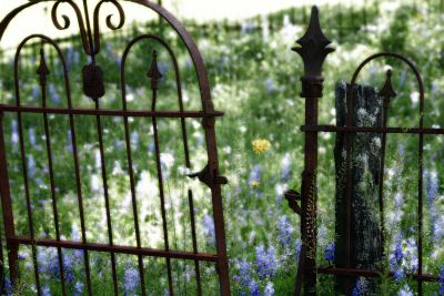 Lexington, TX : Bluebonnets in Bloom