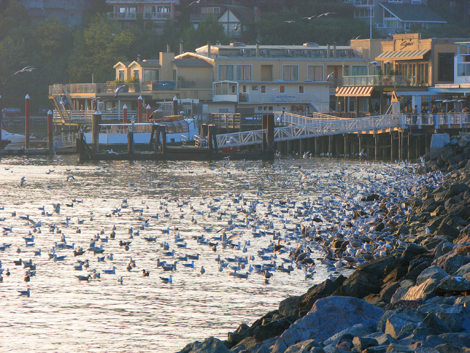 Tiburon, CA: Tiburon California Waterfront During Herring Season
