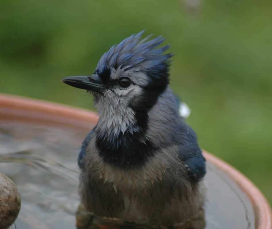 Plano, TX : Blue Jay in bird bath