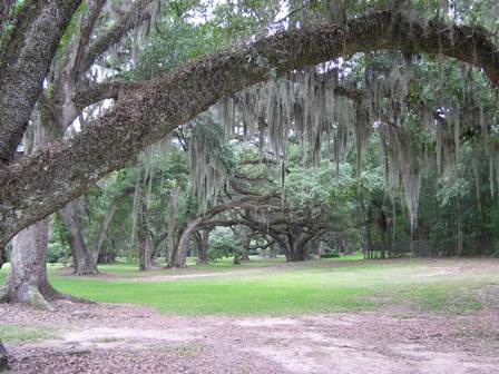 New Iberia, LA : Oak Trees With Spanish Moss, Avery Island, near New Iberia, LA