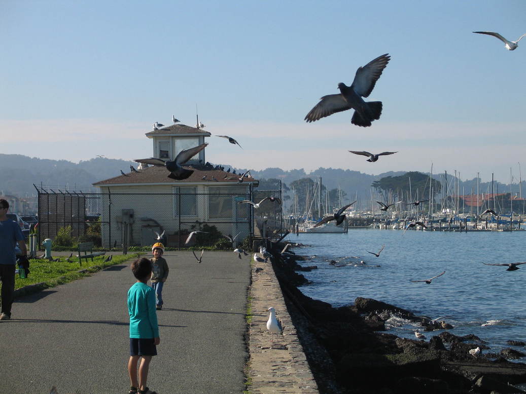 San Francisco, CA: The Birds at the Marina