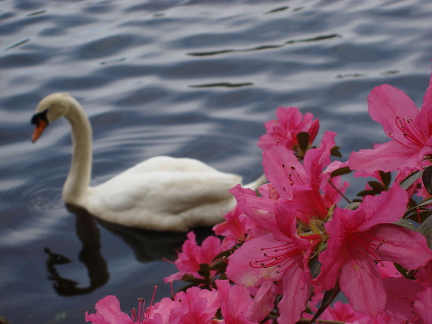 Sumter, SC: Mute Swan amongst azaleas at Swan Lake in Sumter, SC