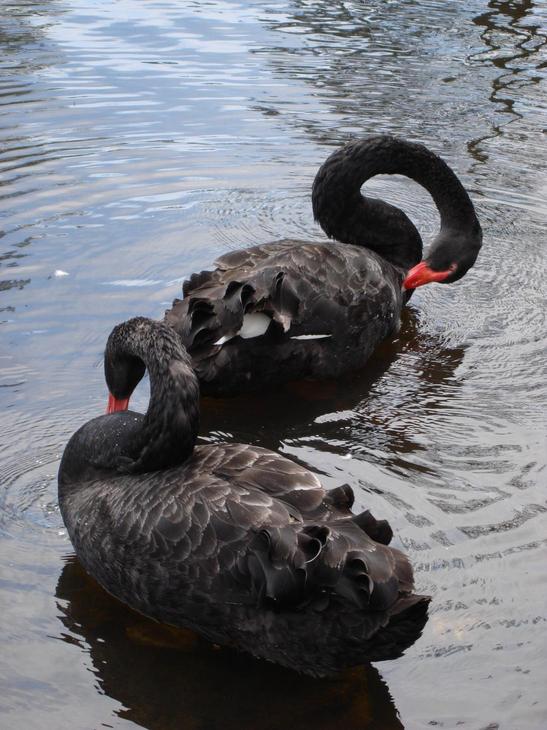 Sumter, SC: Black Swans at Swan Lake in Sumter, SC