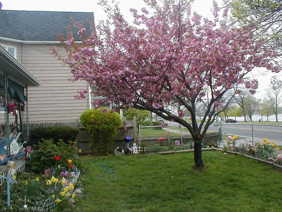 Tonawanda, NY : Springtime in Tonawanda
