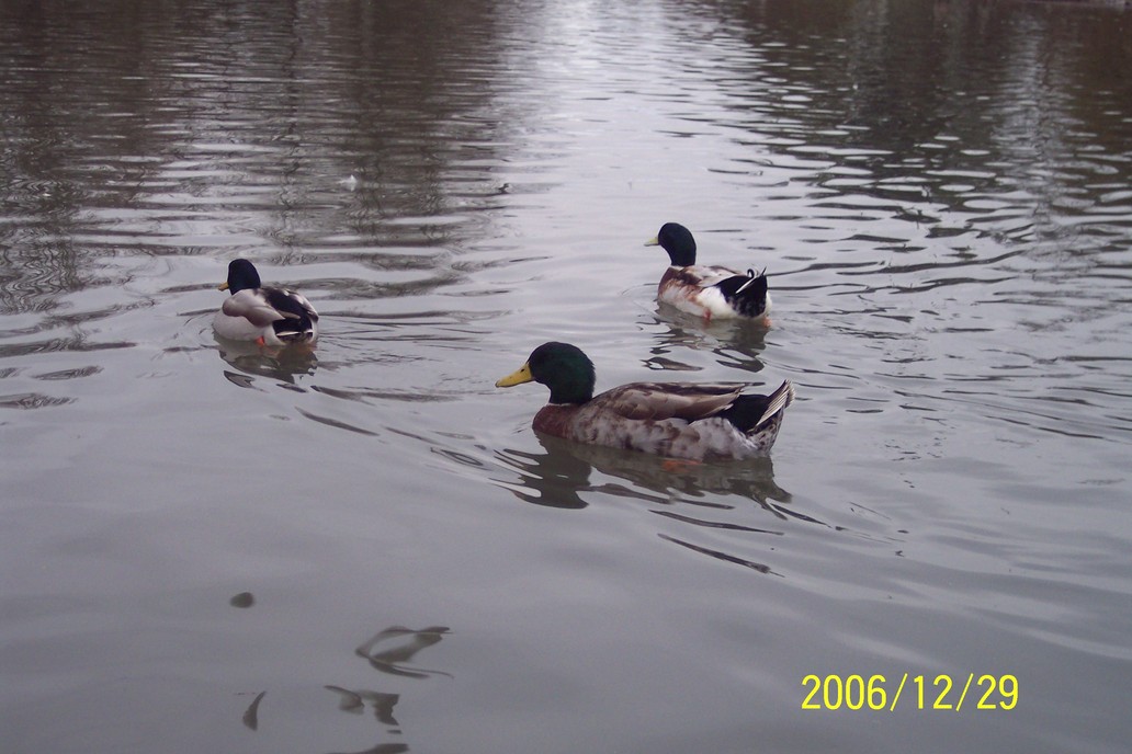 Eugene, OR : In the City of the DUCKS!!