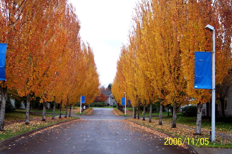 Eugene, OR: Eugene view in autumn