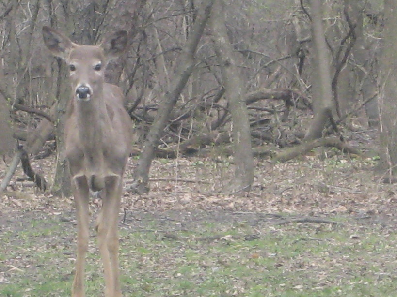 Lyons, IL: deer in forest @ 47th & harlem...