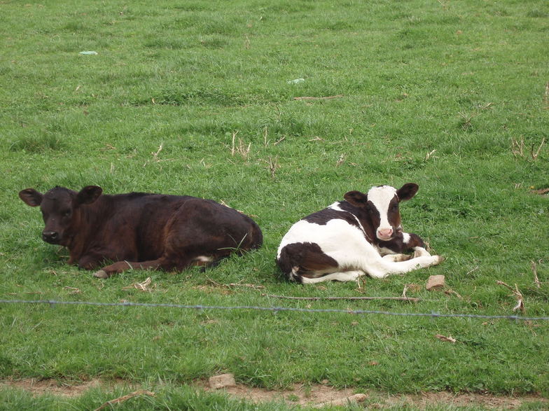 Lawrenceburg, TN : Spring Calves Outside of Lawrenceburg