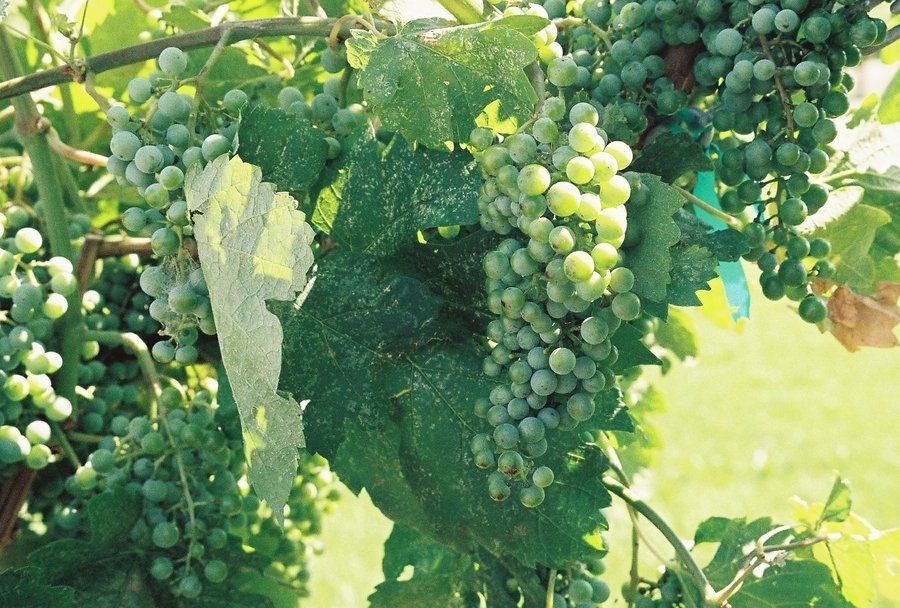 Richland, WA: Grape Vineyard, Richland, WA