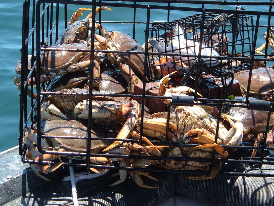 Port Angeles, WA: Pot Full O' Dungeness Crab!