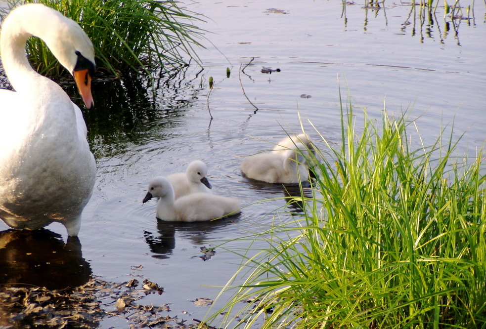Mattapoisett, MA : A Mother Swan and her Baby's