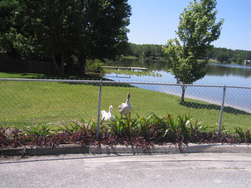 Orlando, FL : Bess Lane/ Orlando, FL 2005